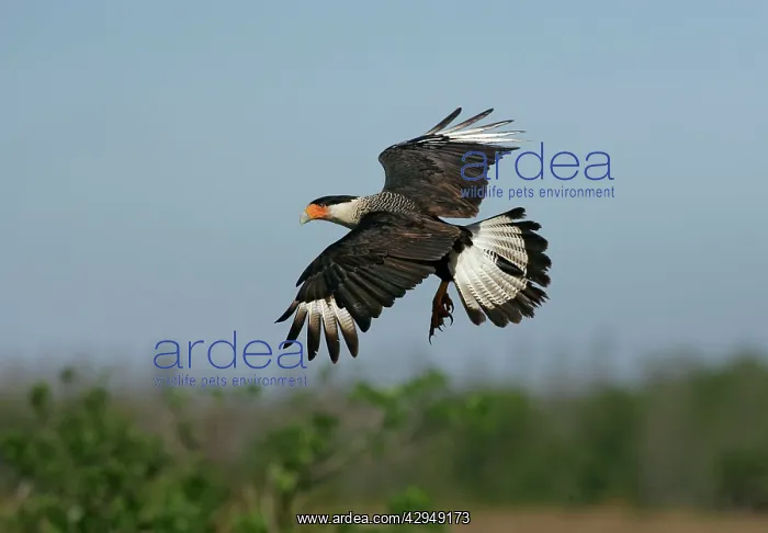 : Crested Caracara : Crested Caracara