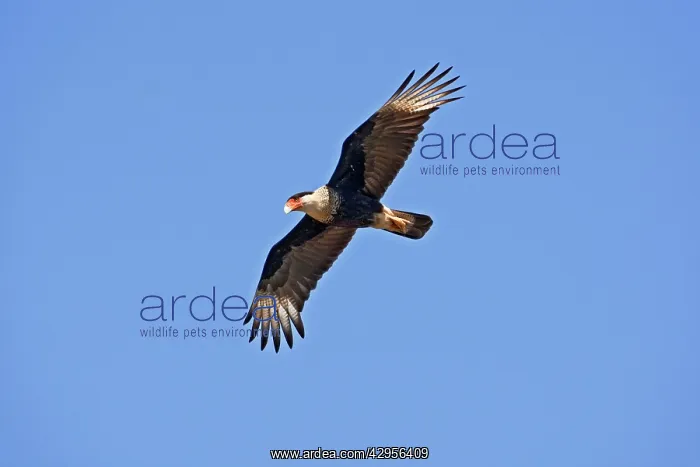 : Crested Caracara : Crested Caracara