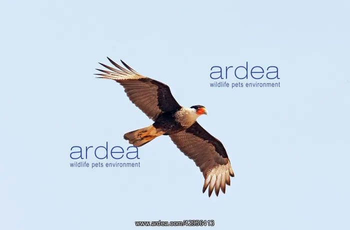 : Crested Caracara : Crested Caracara