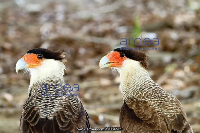 : Crested Caracara : Crested Caracara