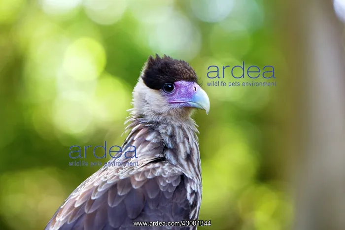 : Crested Caracara : Crested Caracara