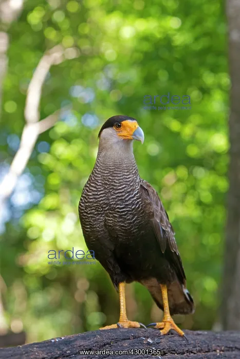 : Crested Caracara : Crested Caracara
