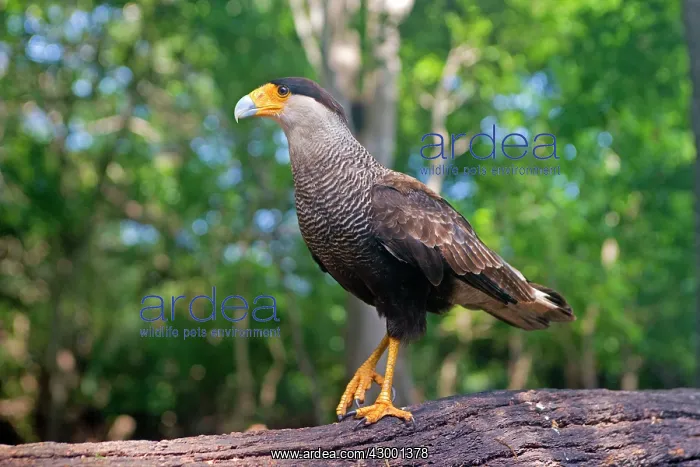 : Crested Caracara : Crested Caracara