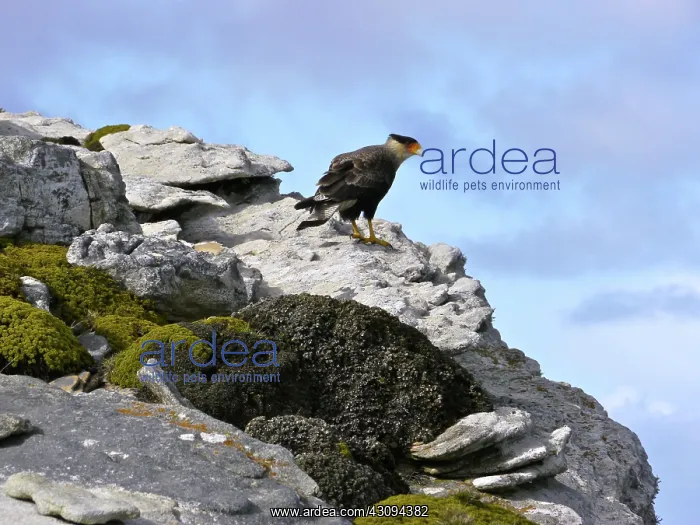 : Crested Caracara : Crested Caracara