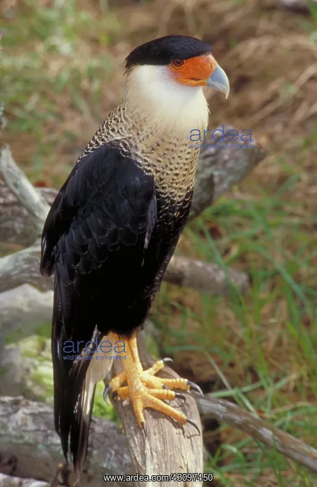 : Crested Caracara : Crested Caracara