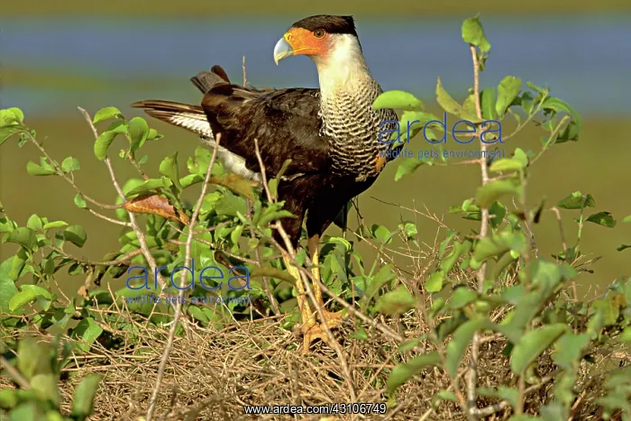 : Crested caracara : Crested caracara