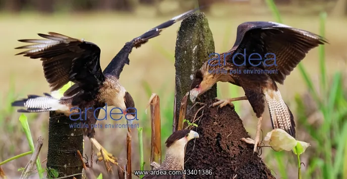 : Crested Caracara : Crested Caracara