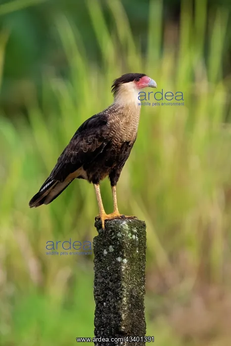 : Crested Caracara : Crested Caracara