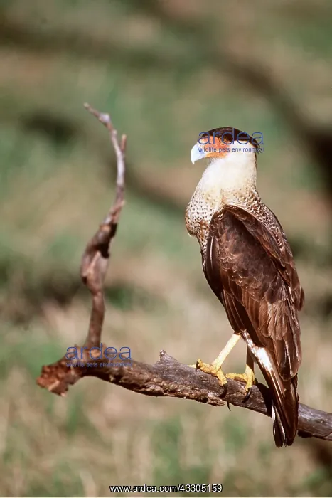 : CRESTED CARACARA - ON BRANCH : CRESTED CARACARA - ON BRANCH
