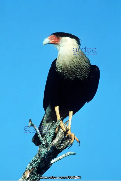 : CRESTED CARACARA - ON BRANCH : CRESTED CARACARA - ON BRANCH