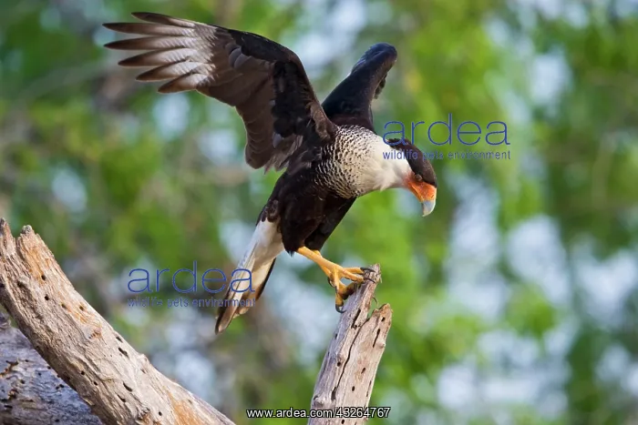 : Crested Caracara (Caracara cheriway) adult : Crested Caracara (Caracara cheriway) adult
