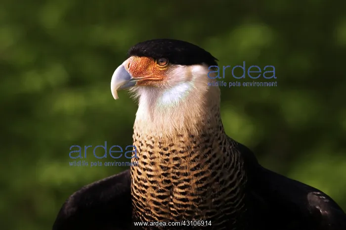 : Crested Caracara (Caracara plancus) : Crested Caracara (Caracara plancus)