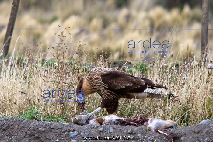 : Crested Caracara - feeding on carcass : Crested Caracara - feeding on carcass