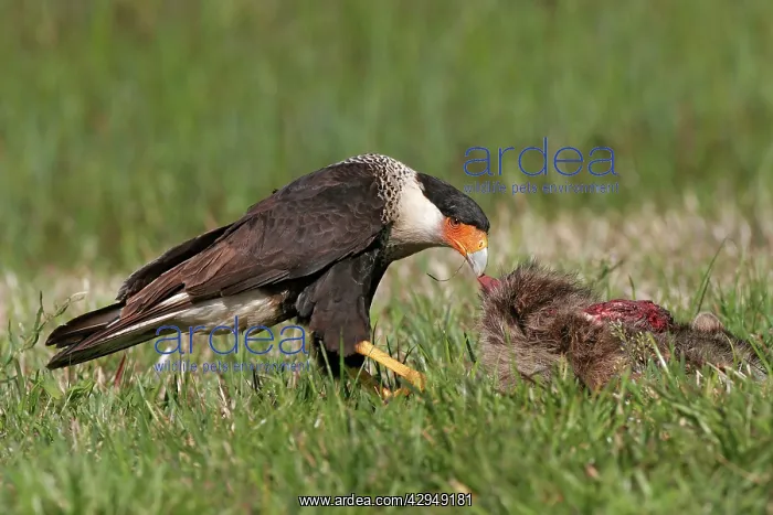 : Crested Caracara - feeding on road kill : Crested Caracara - feeding on road kill