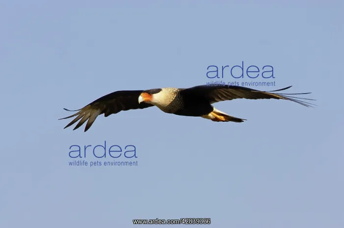 : Crested Caracara - in flight : Crested Caracara - in flight