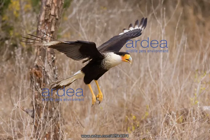: Crested Caracara - in flight : Crested Caracara - in flight