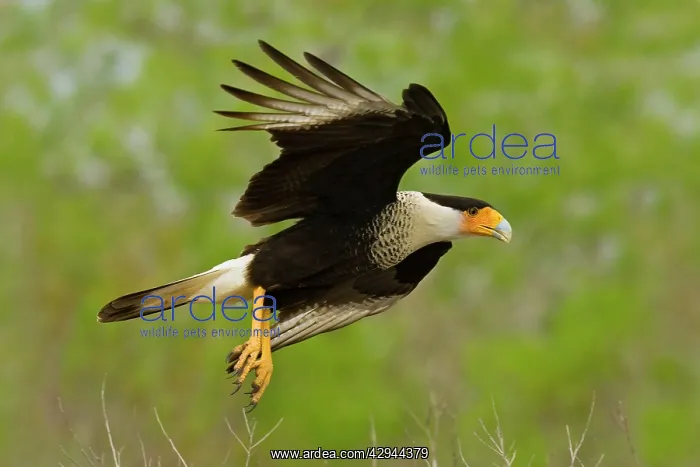 : Crested Caracara - in flight : Crested Caracara - in flight