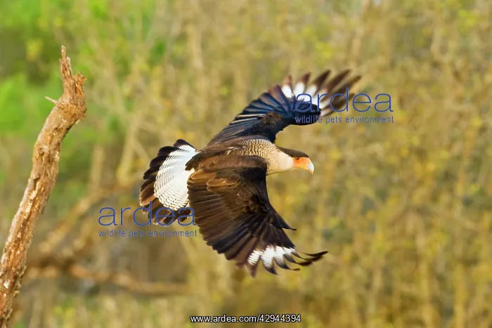 : Crested Caracara - in flight : Crested Caracara - in flight