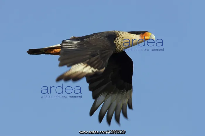 : Crested Caracara - in flight : Crested Caracara - in flight
