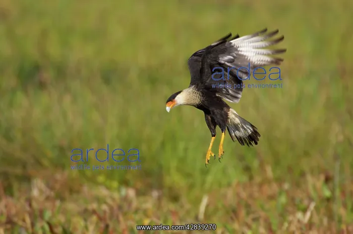 : Crested Caracara - hovering over marsh : Crested Caracara - hovering over marsh