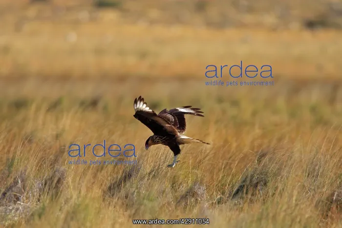: Crested Caracara - landing : Crested Caracara - landing