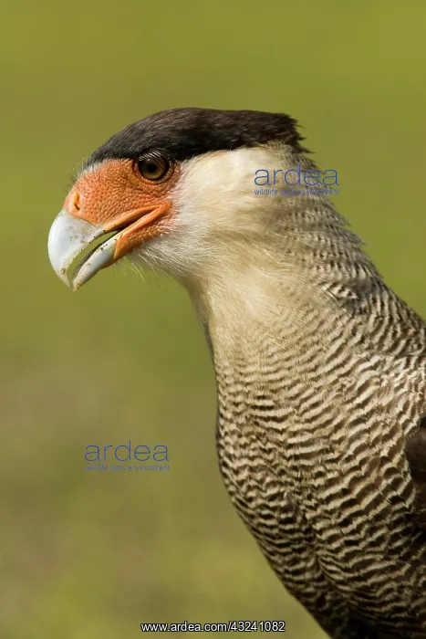 : Crested Caracara, Polyborus plancus, as : Crested Caracara, Polyborus plancus, as