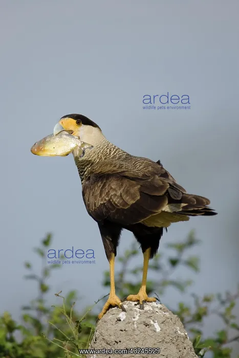 : Crested Caracara, Polyborus plancus, as : Crested Caracara, Polyborus plancus, as