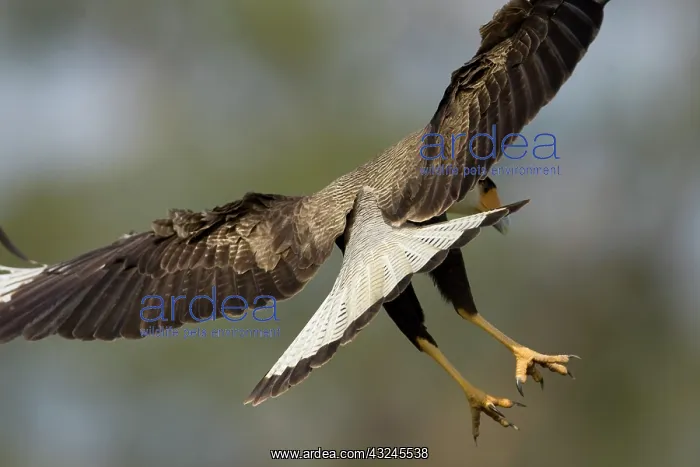 : Crested Caracara, Polyborus plancus, as : Crested Caracara, Polyborus plancus, as