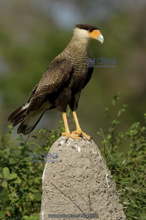 : Crested Caracara, Polyborus plancus, as : Crested Caracara, Polyborus plancus, as