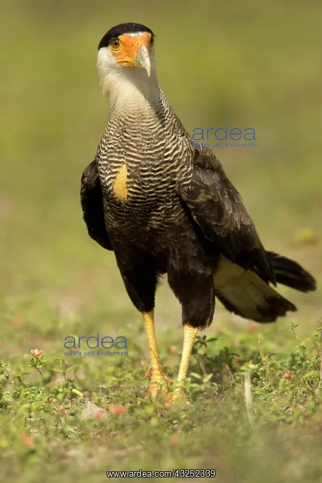 : Crested Caracara, Polyborus plancus, as : Crested Caracara, Polyborus plancus, as