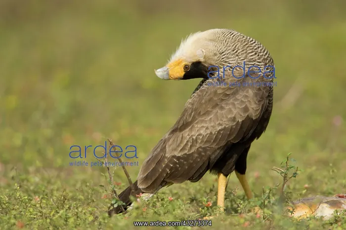 : Crested Caracara, Polyborus plancus, in : Crested Caracara, Polyborus plancus, in