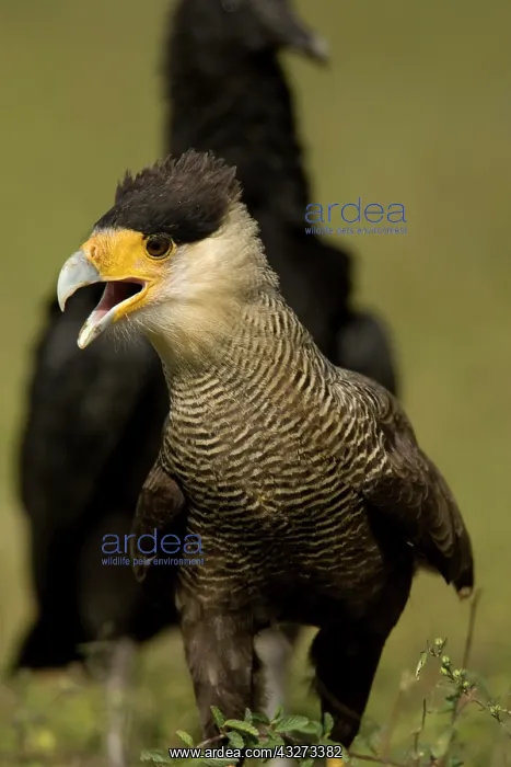 : Crested Caracara, Polyborus plancus, as : Crested Caracara, Polyborus plancus, as