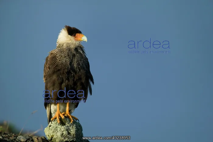 : Crested Caracara, Polyborus plancus. Perched : Crested Caracara, Polyborus plancus. Perched
