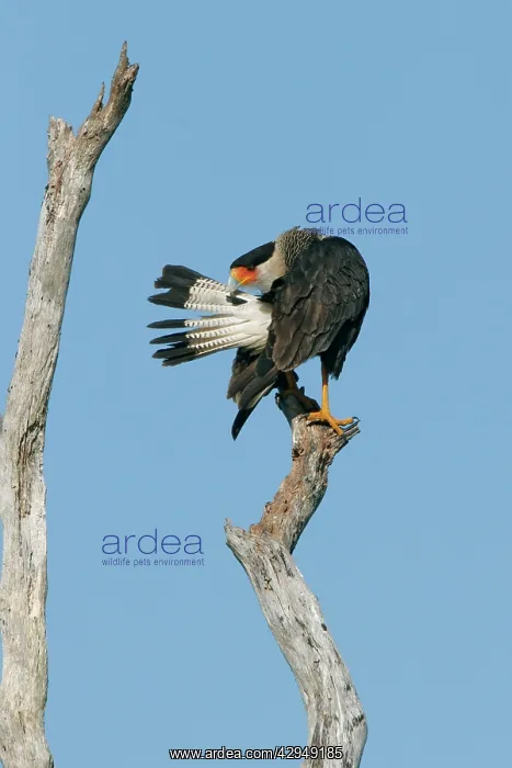 : Crested Caracara - preening : Crested Caracara - preening