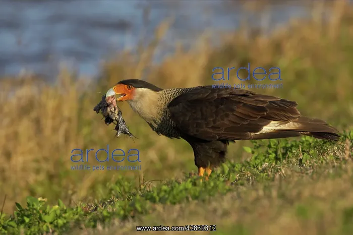: Crested Caracara - with remains of American Coot, scavanging : Crested Caracara - with remains of American Coot, scavanging