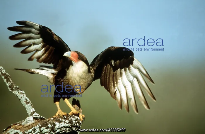 : CRESTED CARACARA - wings spread : CRESTED CARACARA - wings spread