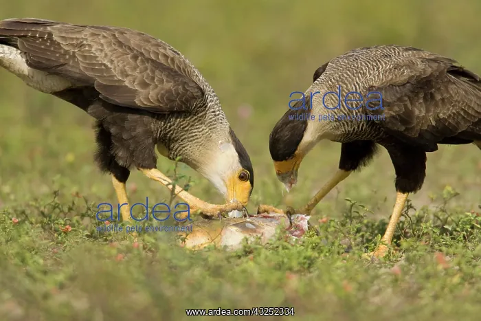 : Crested Caracaras, Polyborus plancus, eating : Crested Caracaras, Polyborus plancus, eating