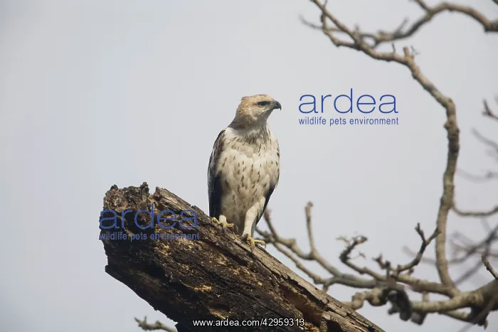  : Crested  /  Changeable Hawk-Eagle - on a dead tree