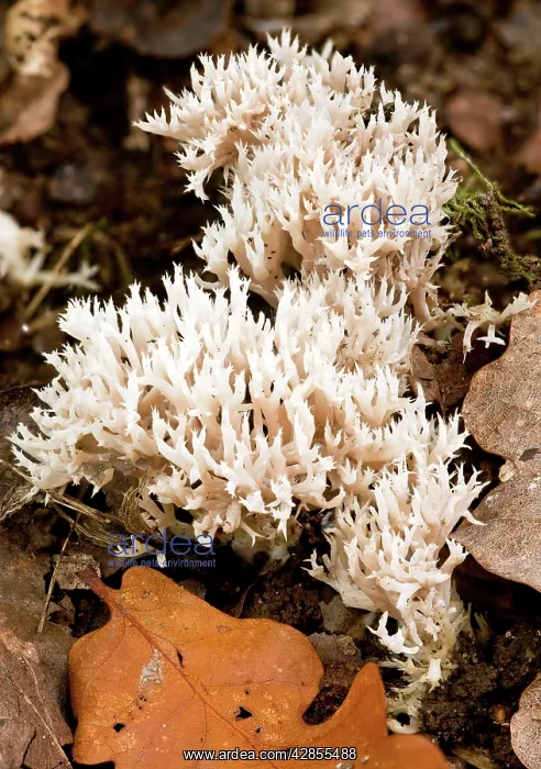 : Crested Coral Fungus - among leaf litter : Crested Coral Fungus - among leaf litter