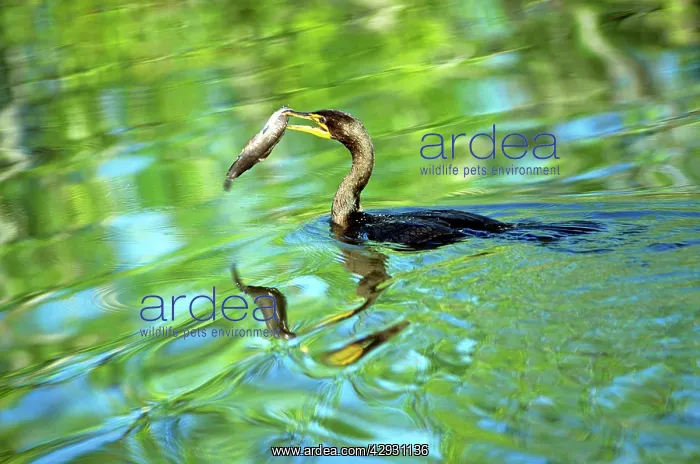 : Crested Cormorant - with fish in beak : Crested Cormorant - with fish in beak