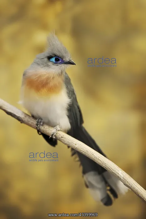 : Crested coua (Coua cristata), captive, occurring : Crested coua (Coua cristata), captive, occurring