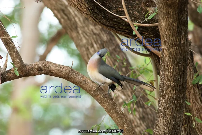 : Crested Coua - endemic. On branch : Crested Coua - endemic. On branch