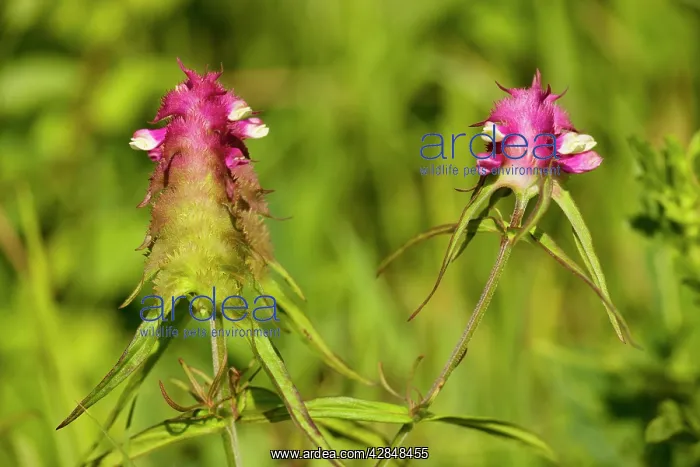 : Crested Cow-wheat - very rare in UK : Crested Cow-wheat - very rare in UK