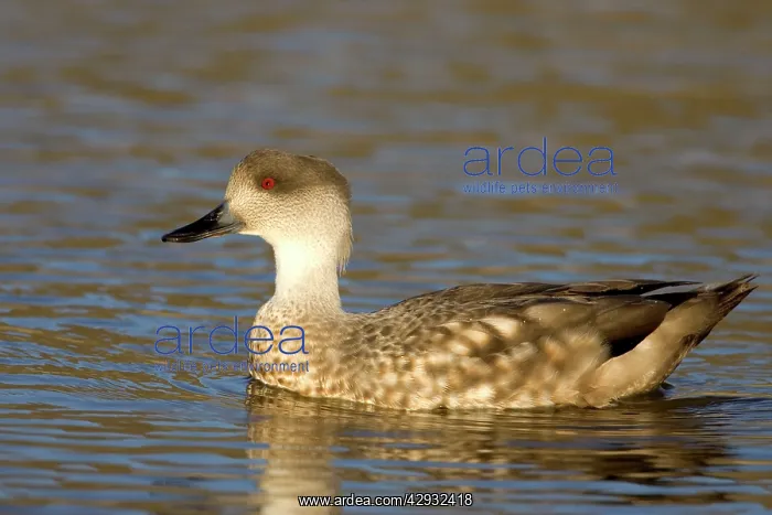  : Crested Duck
