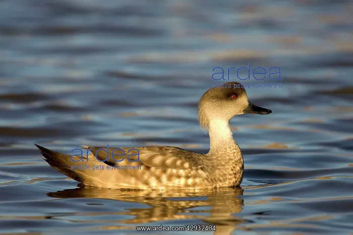 : Crested duck : Crested duck