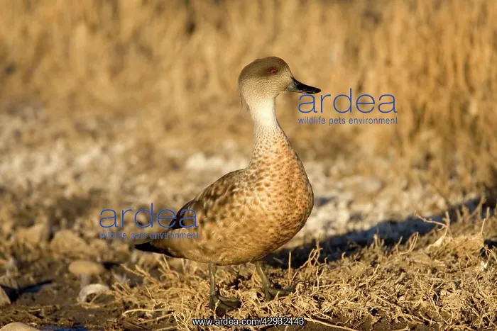 : Crested duck : Crested duck