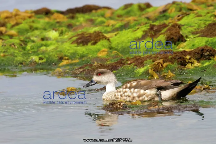 : Crested Duck : Crested Duck