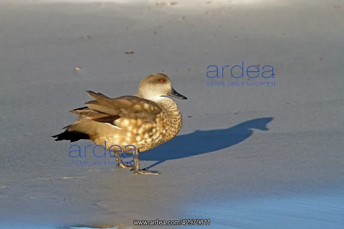 : Crested Duck : Crested Duck