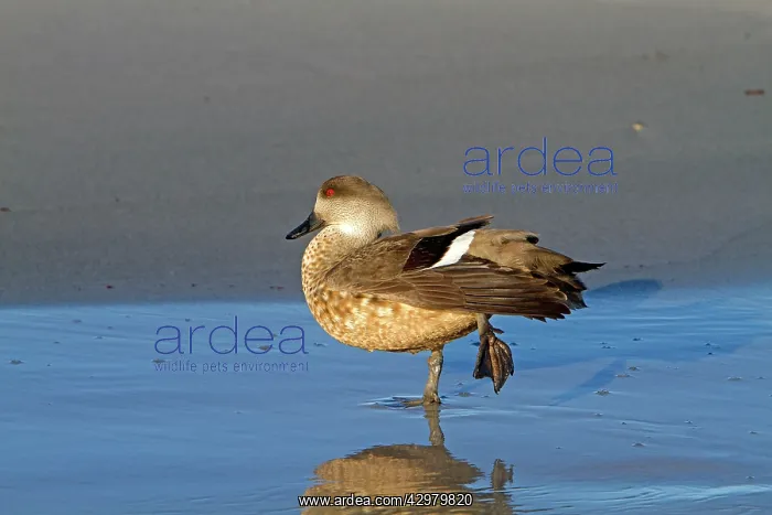 : Crested Duck : Crested Duck