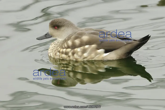 : Crested Duck : Crested Duck